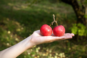 Image showing Apples on the hand