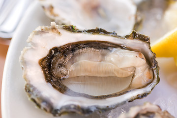 Image showing Fresh oyster