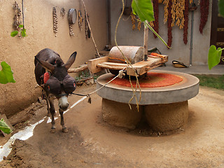 Image showing Draught donkey powering millstone