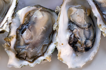 Image showing Fresh oyster