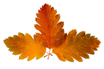 Image showing Three leaf of a rowan-tree