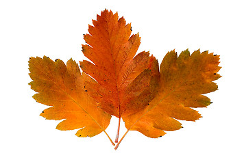 Image showing Three leaf of a rowan-tree