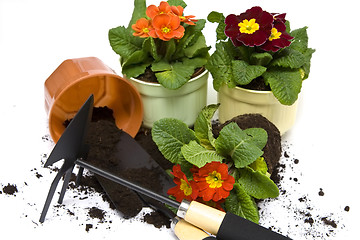 Image showing Springtime gardening