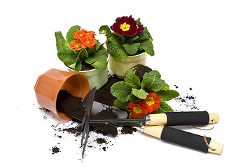 Image showing Springtime gardening