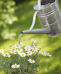 Image showing Watering