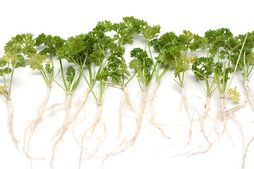 Image showing Green parsley with root