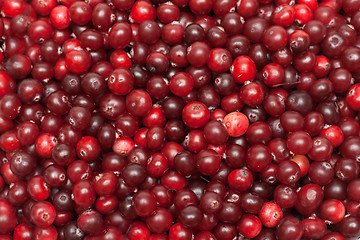 Image showing Cranberries put by background