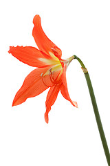 Image showing Orange flower