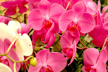 Image showing Pink flower