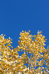 Image showing Yellow sheet poplar, blue sky