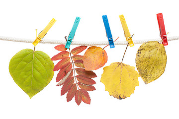 Image showing Autumn sheet on clothes-peg