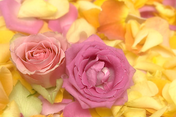 Image showing Rose petals