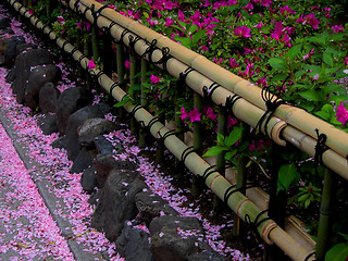 Image showing Spring Bamboo Fence