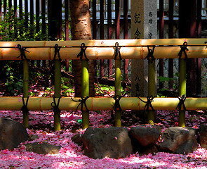 Image showing Fence and petals