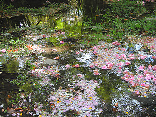 Image showing Spring Beauty In A Puddle