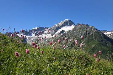 Image showing Flowers in mountains
