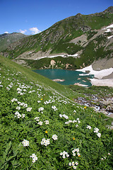 Image showing Flowers in mountains