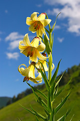Image showing Mountain lily