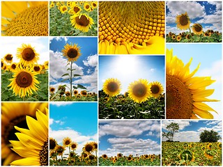 Image showing Sunflowers collage