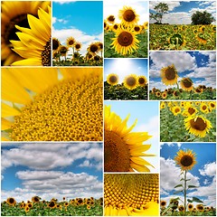 Image showing Sunflowers collage