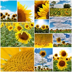 Image showing Sunflowers collage