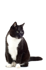 Image showing Black cat