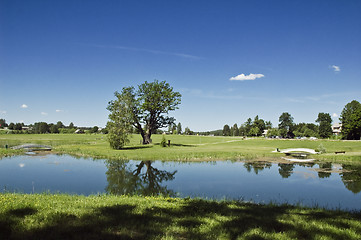 Image showing The big lonely tree on a glade at a pond