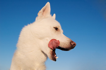 Image showing white puppy