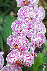 Image showing Pink orchid