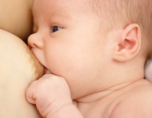 Image showing Newborn sucks mother's breast, breastfeeding