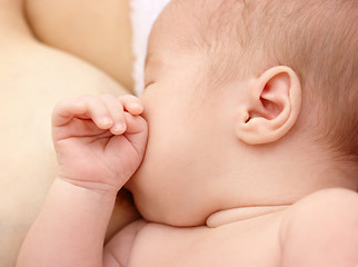 Image showing Newborn sucks mother's breast, breastfeeding