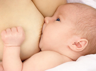 Image showing Newborn sucks mother's breast, breastfeeding