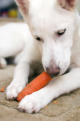 Image showing The white dog gnaws carrots