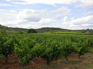 Image showing French Wineyard