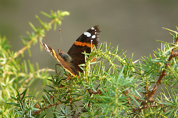 Image showing Vanessa butterfly