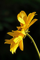 Image showing Sweet-potato flower