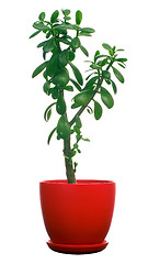 Image showing Jade tree
