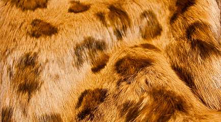 Image showing Spotted brown fur