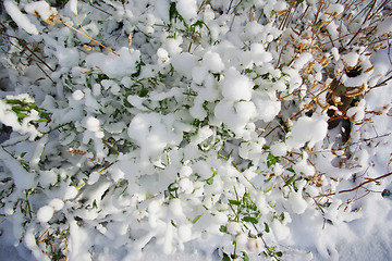 Image showing fresh snow on grass and bushes