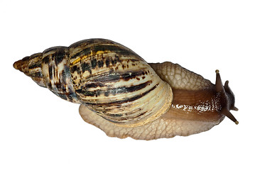 Image showing Achatina reticulata snail