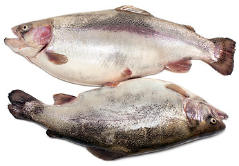 Image showing Pair of damp fish to trouts