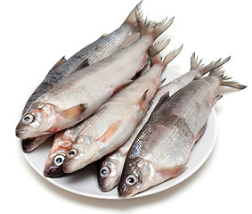 Image showing Fresh fish whitefish on plate