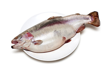 Image showing Fish trout on plate