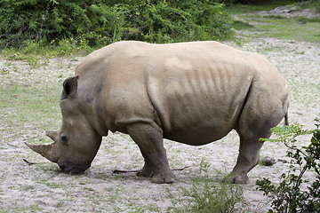Image showing rhinoceros 