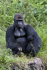 Image showing gorilla