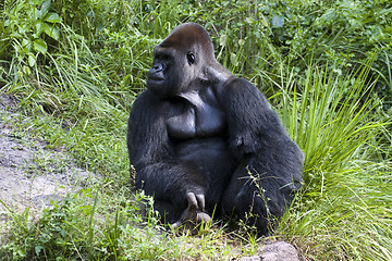 Image showing gorilla 
