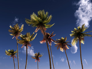 Image showing Wild Palms