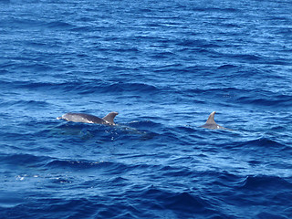 Image showing Dolphins