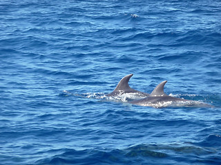 Image showing Dolphins