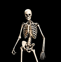 Image showing Standing Skeleton 